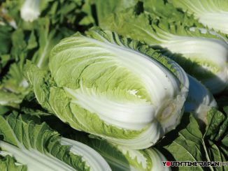 VOL.18 八千代町の白菜