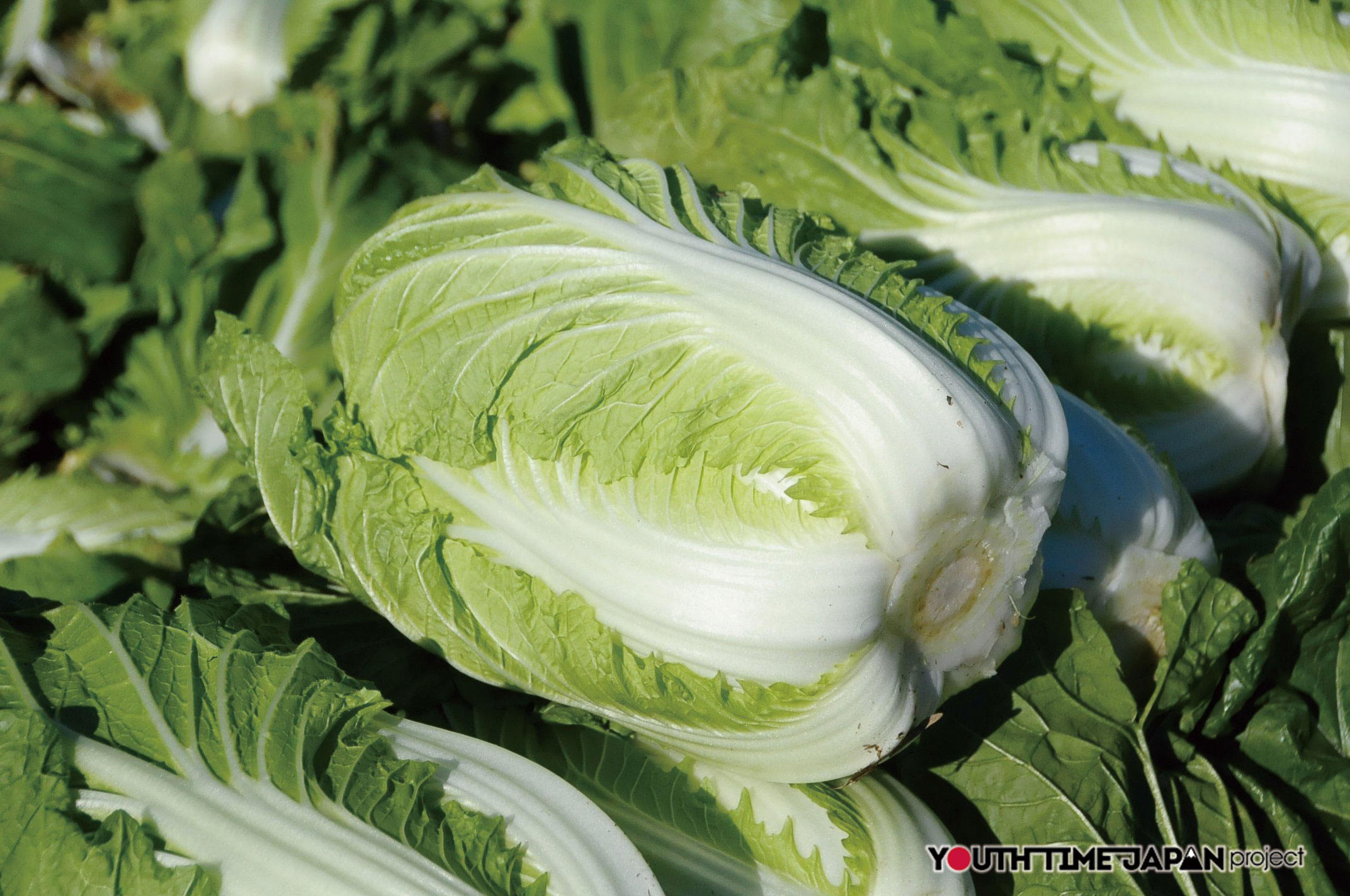 Vol 18 八千代町の白菜 Youth Time Japan Project Web