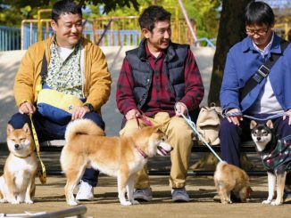 柴犬に癒されること間違いなしの『劇場版 柴公園』DVDが11月2日に発売決定!