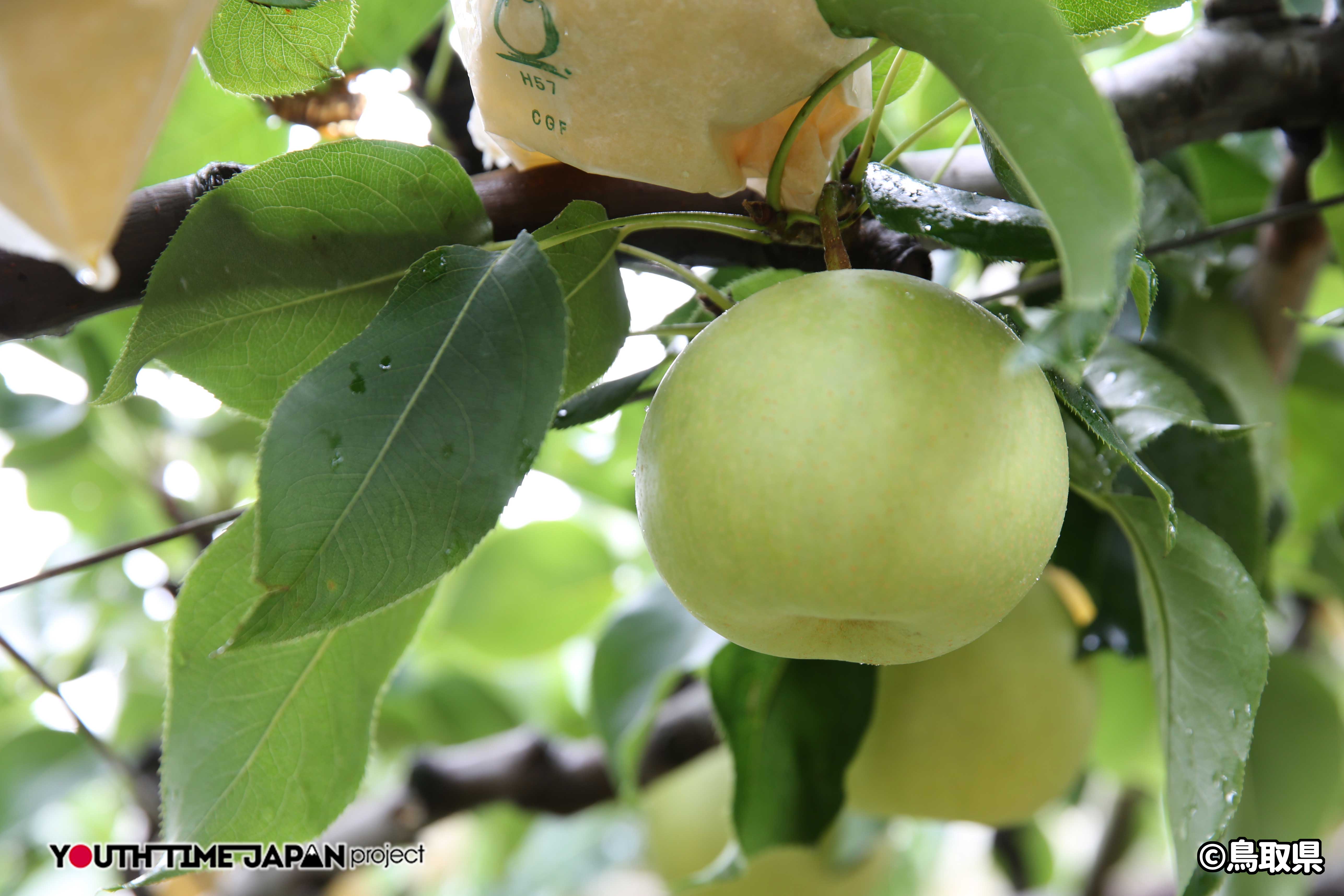 Touch food VOL.15 二十世紀梨 | | YOUTH TIME JAPAN project web