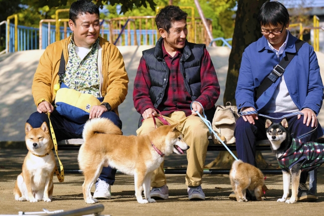 柴犬に癒されること間違いなしの『劇場版 柴公園』DVDが11月2日に発売決定！