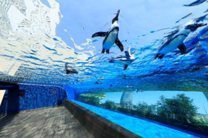 サンシャイン水族館 × EXILE～20th ANNIVERSARY～EXILE NIGHT AQUARIUM in サンシャイン水族館、テーマは『熱狂』！
