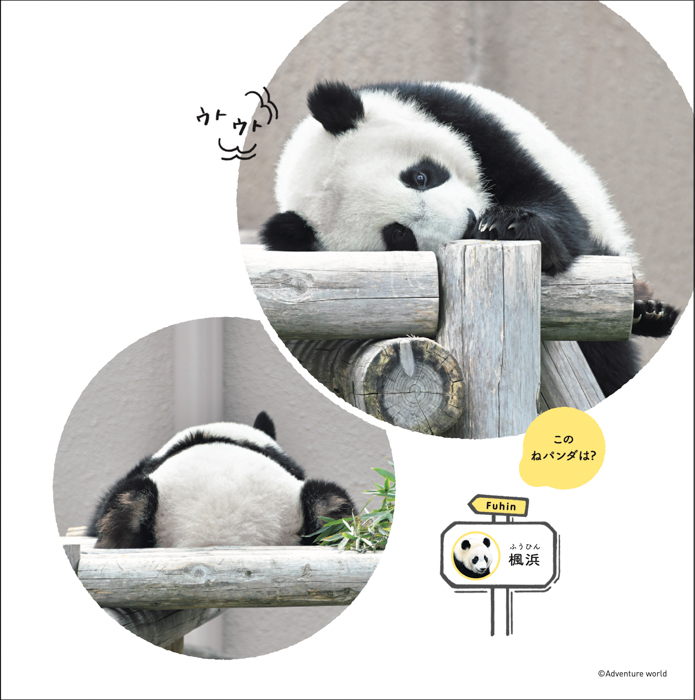 パンダの寝顔に癒やされる写真集『ねパンダ』が発売。双子パンダのシャオレイ、子パンダの楓浜などスター勢ぞろい！