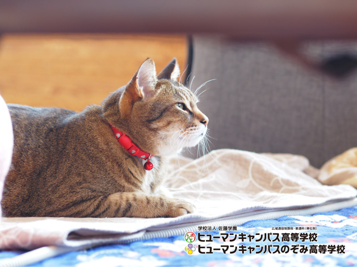 猫の日（2/22）も目前！全国の高校で初！「ねこプロ専攻」が2023年４月に新規開講