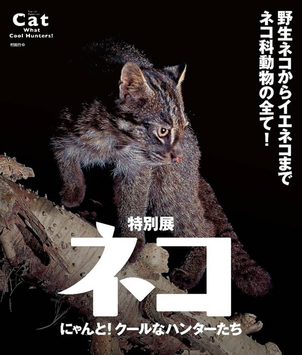  ネコ大好き・横山由依がナビゲーターに！特別展「ネコ」～にゃんと！クールなハンターたち～いよいよ来週名古屋市科学館で開幕！
