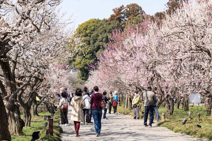 意外な発祥の地ランキングを発表！1位は水戸市の〇〇！