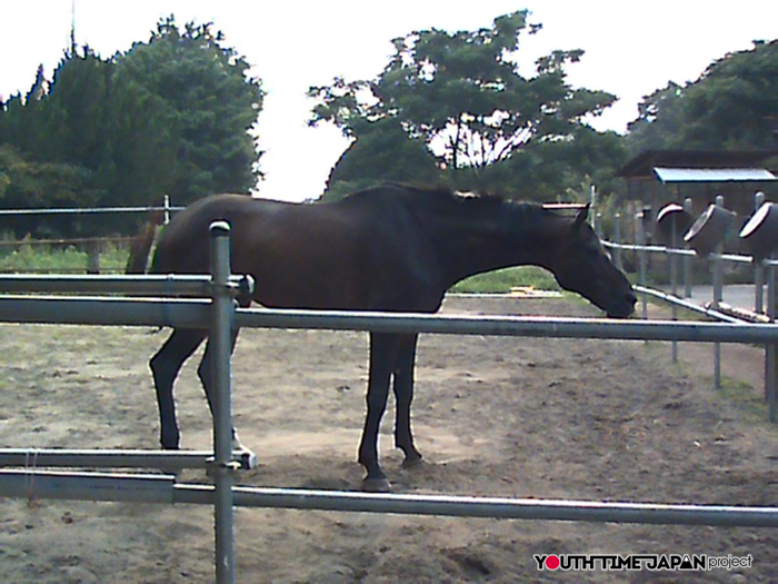 【熊本県立熊本翔陽高等学校】馬術部員が撮影した馬術部