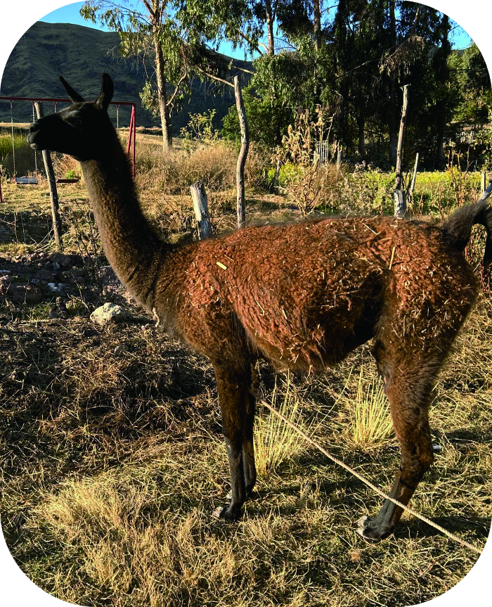 Vol.8 ペルー共和国編！ナスカの地上絵やマチュピチュなど歴史的遺産が多くあることから、世界中から遺跡や歴史について学ぶために留学生が訪れているペルー共和国を紹介！