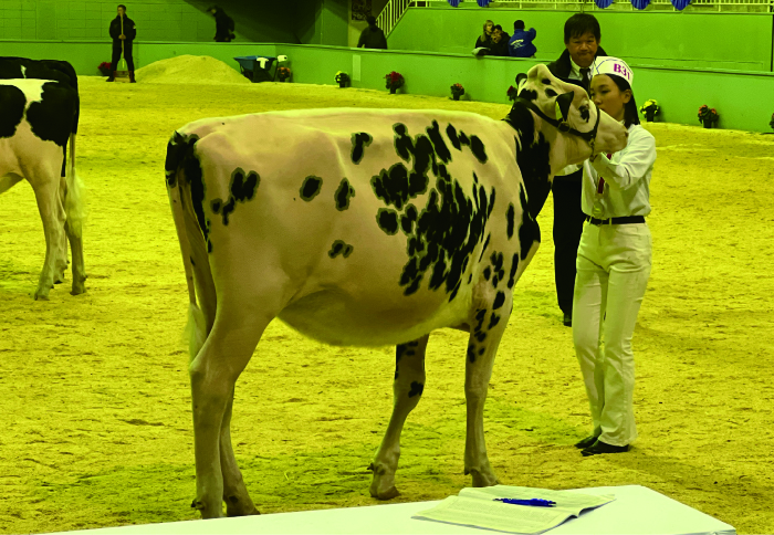 北海道帯広農業高等学校 ホルスタインクラブ「5年に一度の「乳牛のオリンピック」が開催！ 乳牛と心を通わせ掴んだ受賞への歩み」
