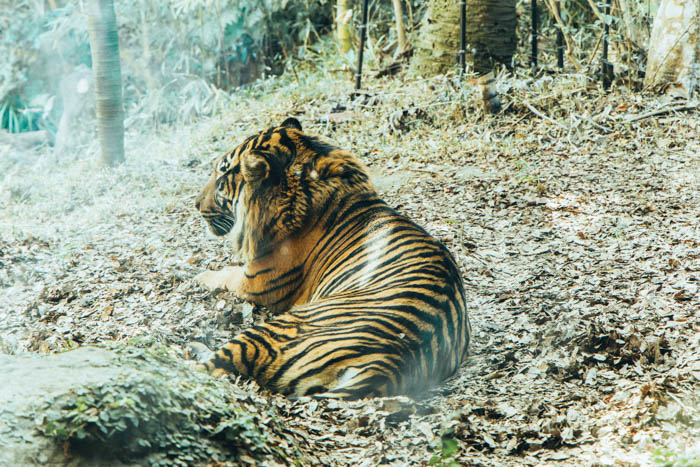 『ナマケモノの朝は、午後からはじまる。』トラの写真