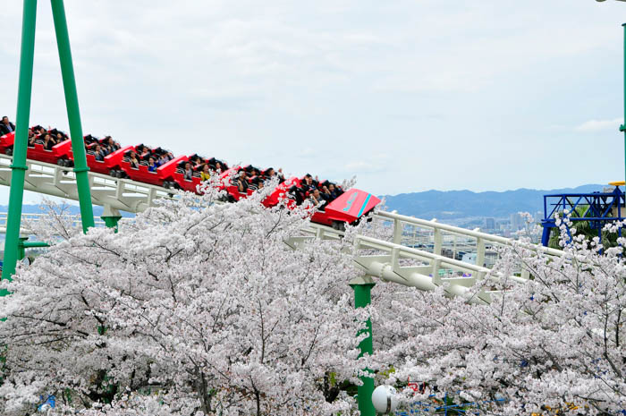 ひらかたパーク 桜
