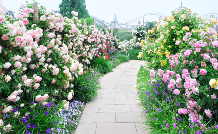 ひらかたパーク バラ